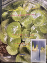 Παραγωγή πολλαπλασιαστικού υλικου