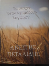 Τά στάχυα όταν ωριμάζουν λυγίζουν