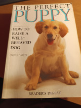 The perfect puppy